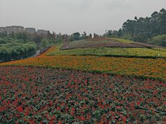 -天府芙蓉园
