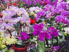 -朝来春花卉市场