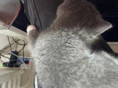 -喵汪萌宠屋旗舰店.洗澡美容.猫狗基地