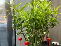 -田凤波推拿.按摩养生(幸福店)