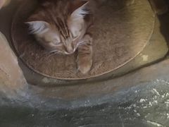 -猫猫幼稚园·撸猫·桌游·电玩