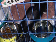 -瑞鹏宠物医院华南总院·夜诊·心脏科·骨科