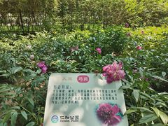 -仁和公园(顺义区)