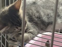 -中环花鸟鱼虫市场