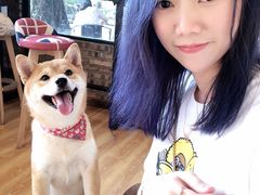 -柴犬高等学院·狗咖·柴犬售卖·宠物训练