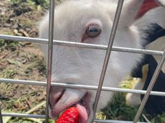 -小鱼草莓采摘园农家乐·小鱼餐厅