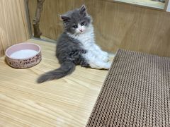 -屋虎猫馆(宝安大仟里店)