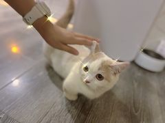 -浣熊柯尔鸭土拨鼠·电玩咖