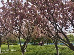 -高东镇樱花园