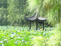 -合肥滨湖国家森林公园