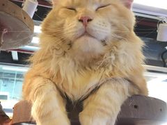 -more than meow吴止猫主题餐厅(承德 中船汇店)