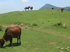 -大姆山草场
