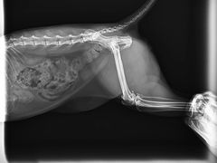 -关爱动物医院·心脏·中兽医·异宠(金牛路分院)