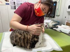 -纳吉亚猫专科动物医院(康都外科中心)