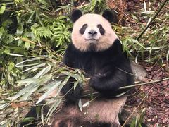 -都江堰中华大熊猫苑