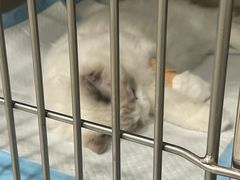 -艾吉宠物医院·疑难杂症转诊中心·猫友好(碧江路院)