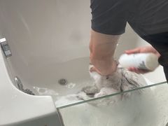 -糯米喵星人总部直营旗舰店·猫舍·幼猫出售