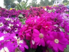 -白鹭湾湿地公园