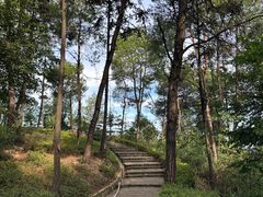 -铁山坪森林公园