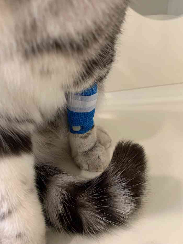 乖乖猫咪专科医院·纯猫咪诊疗-"这么说吧,治个冠状,住院1周多,痊愈后