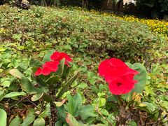 -瑞丽独树成林风景区