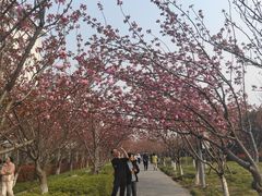 -高东镇樱花园