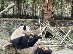 -都江堰中华大熊猫苑