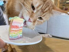 -藏猫猫咖啡主题馆(中央大道店)