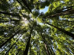 -山王坪喀斯特国家生态公园