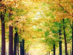 -三里屯东五街银杏大道