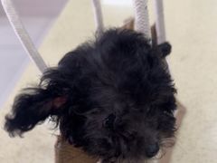 -天宠宠物医院24小时·急重症诊疗中心·全科·腔镜特色(和平分院)