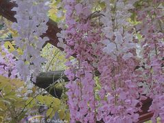 -嘉定紫藤园
