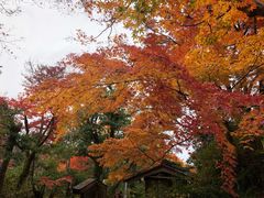 -常寂光寺