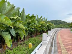 -野狸岛