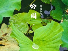 -黄兴公园