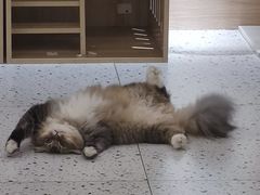 -猫域·湾主题猫咖·宠物吧(南坪城市广场店)