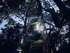 -中国科学院西双版纳热带植物园