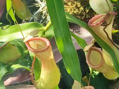 -国家植物园南园