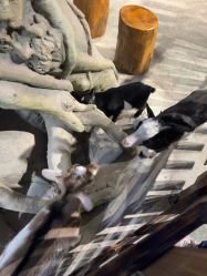 -酷嗒动物文化乐园(cutezoo西溪乐天城店)