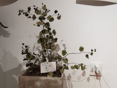 -COTTON CAFE(德信·中外公寓店)