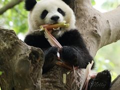 -都江堰中华大熊猫苑