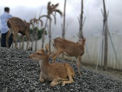 -鹿境梅花鹿生态园区