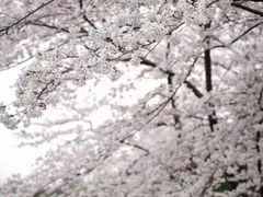 -嘉定紫藤园