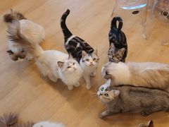 -有喵·猫咖·狗咖·30几只猫10只小狗(岗厦店)
