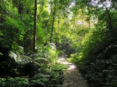 -莫里热带雨林景区