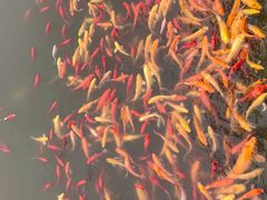 -武汉紫薇都市田园