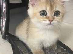 -lincat·猫舍(广州店)