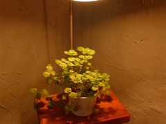 -Babycat私家御饼屋(龙头路一店)