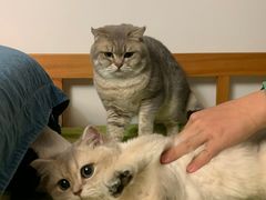 -唐小姐の猫狗洗护·购宠旗舰店(周浦万达店)