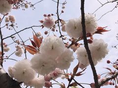 -新江湾城公园